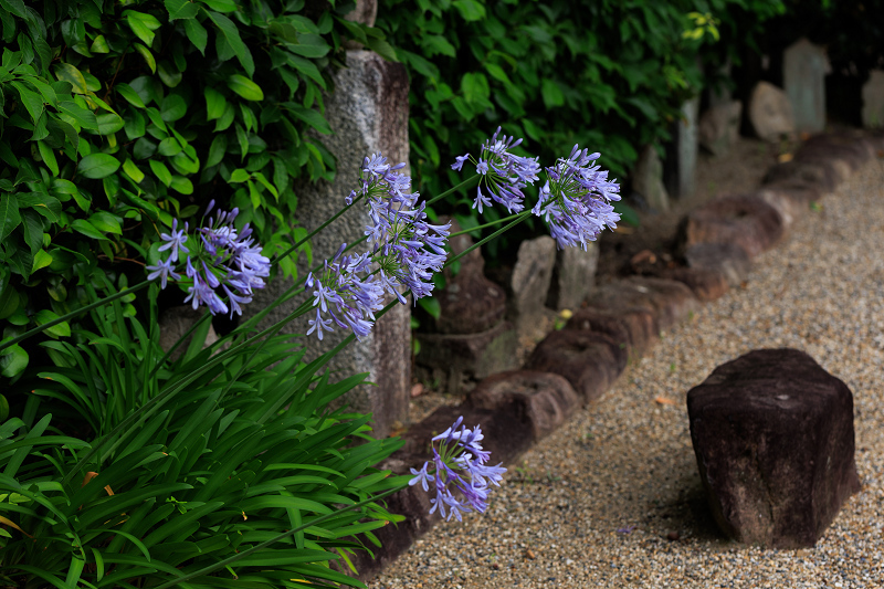 元興寺の桔梗と初夏の花々_f0155048_23105916.jpg