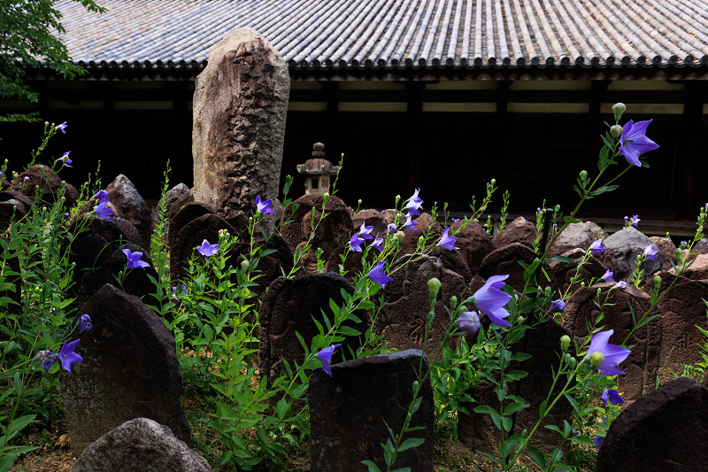 元興寺の桔梗と初夏の花々_f0155048_23114295.jpg
