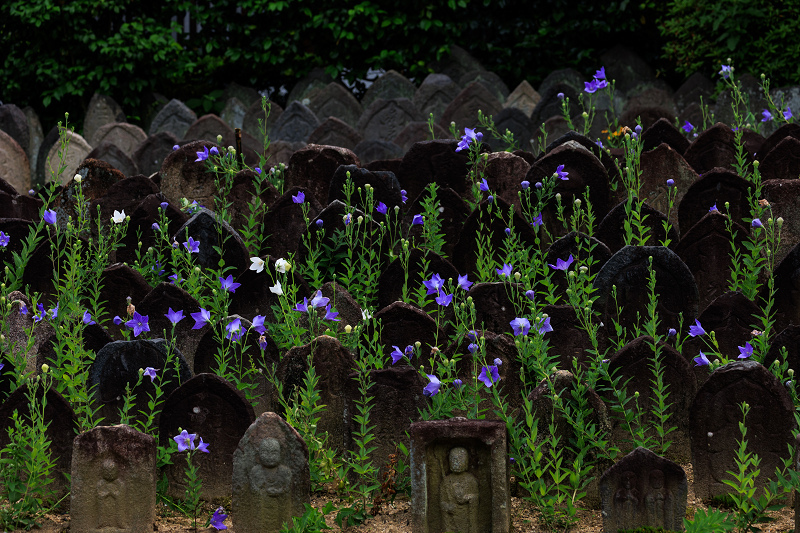 元興寺の桔梗と初夏の花々_f0155048_23115402.jpg