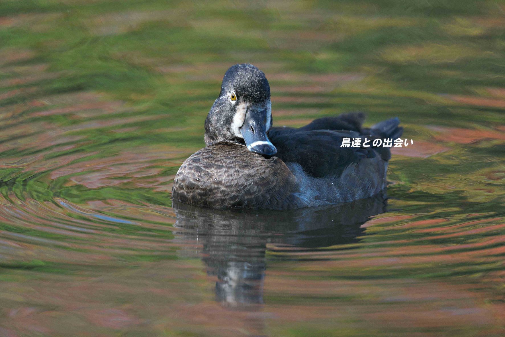 クビワキンクロ雌・・・Ring-necked Duck　♀_e0139623_20261803.jpg