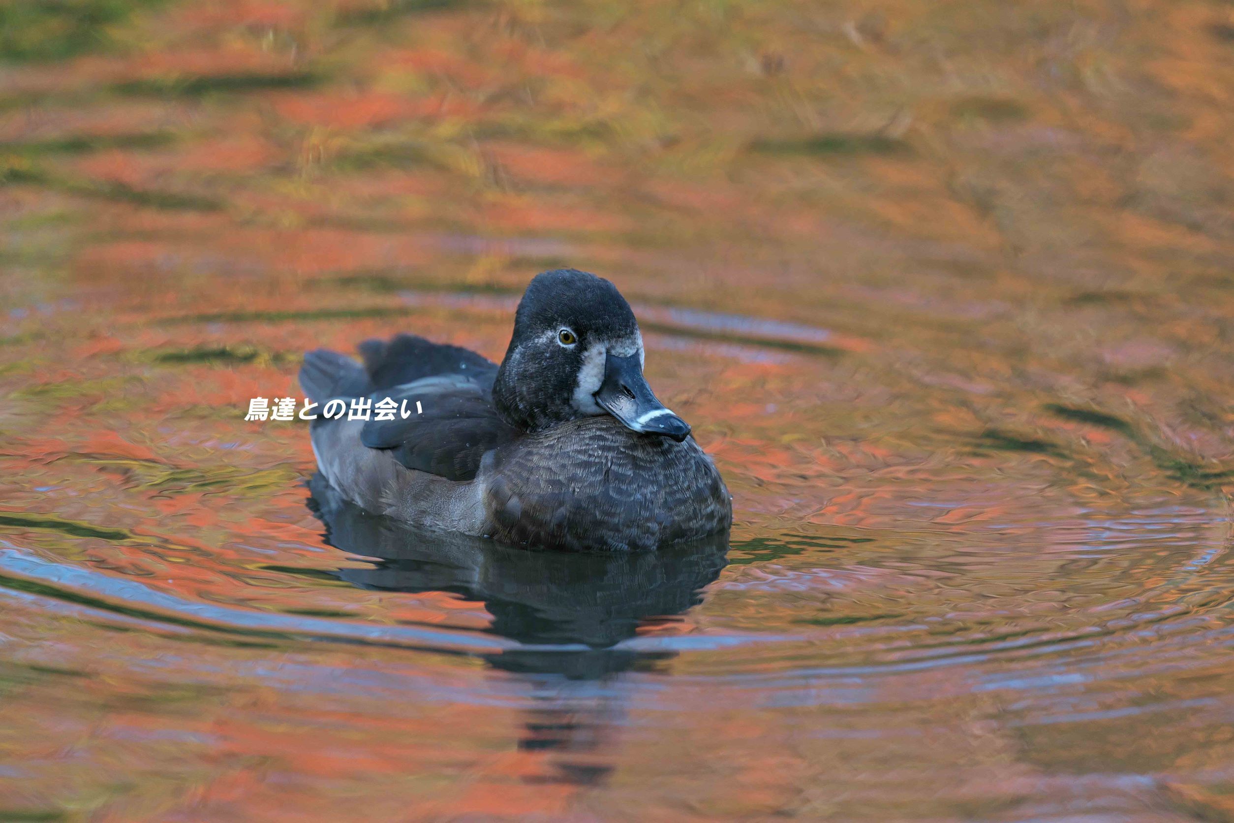 クビワキンクロ雌・・・Ring-necked Duck　♀_e0139623_20263816.jpg