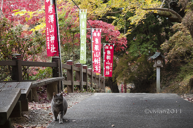 佐野　唐澤山神社　～紅葉が見ごろです～_e0227942_22175821.jpg