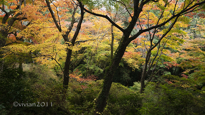 佐野　唐澤山神社　～紅葉が見ごろです～_e0227942_22214546.jpg