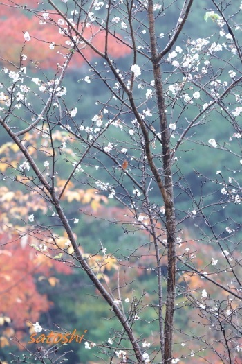 　晩秋に咲く冬桜                    　　　　　（３５２）_e0350375_11021190.jpg