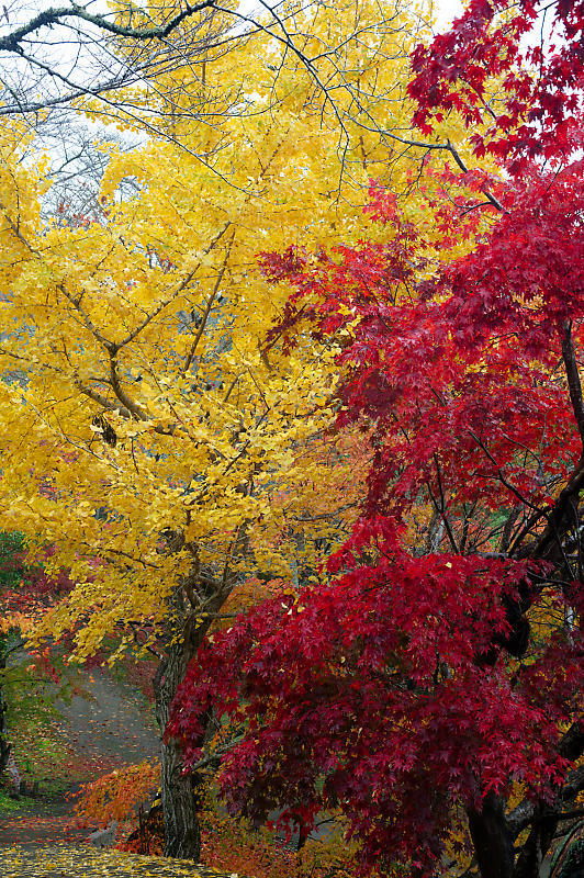 2022京都の紅葉＠亀岡　積善寺_f0032011_22315848.jpg