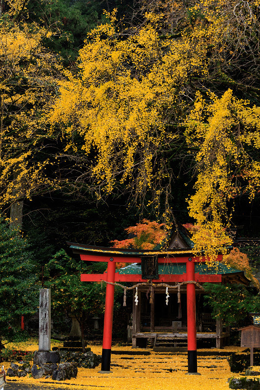 2022紅葉煌めく京都　岩戸落葉神社の黄色い絨毯_f0155048_22580102.jpg