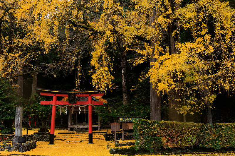 2022紅葉煌めく京都　岩戸落葉神社の黄色い絨毯_f0155048_22581969.jpg