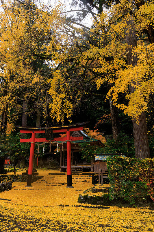2022紅葉煌めく京都　岩戸落葉神社の黄色い絨毯_f0155048_22582522.jpg