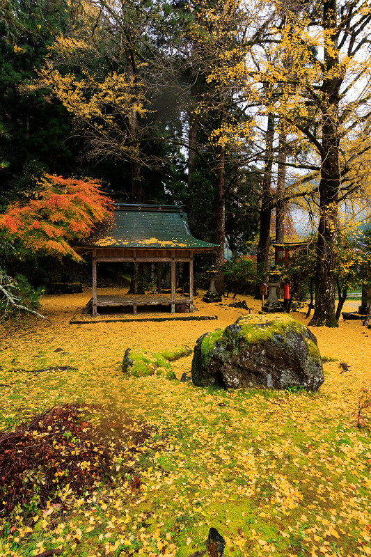 2022紅葉煌めく京都　岩戸落葉神社の黄色い絨毯_f0155048_22585443.jpg