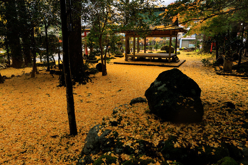 2022紅葉煌めく京都　岩戸落葉神社の黄色い絨毯_f0155048_22591693.jpg