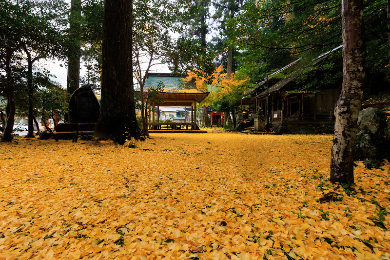 2022紅葉煌めく京都　岩戸落葉神社の黄色い絨毯_f0155048_22592034.jpg
