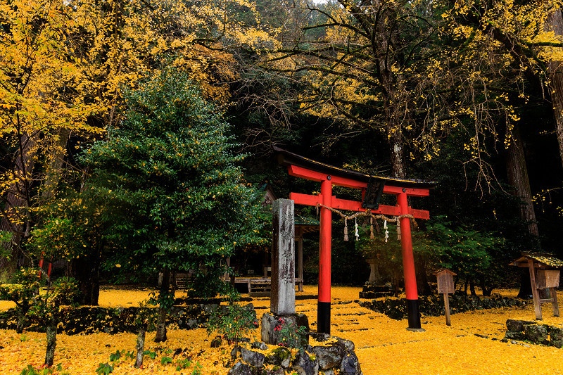 2022紅葉煌めく京都　岩戸落葉神社の黄色い絨毯_f0155048_22592800.jpg