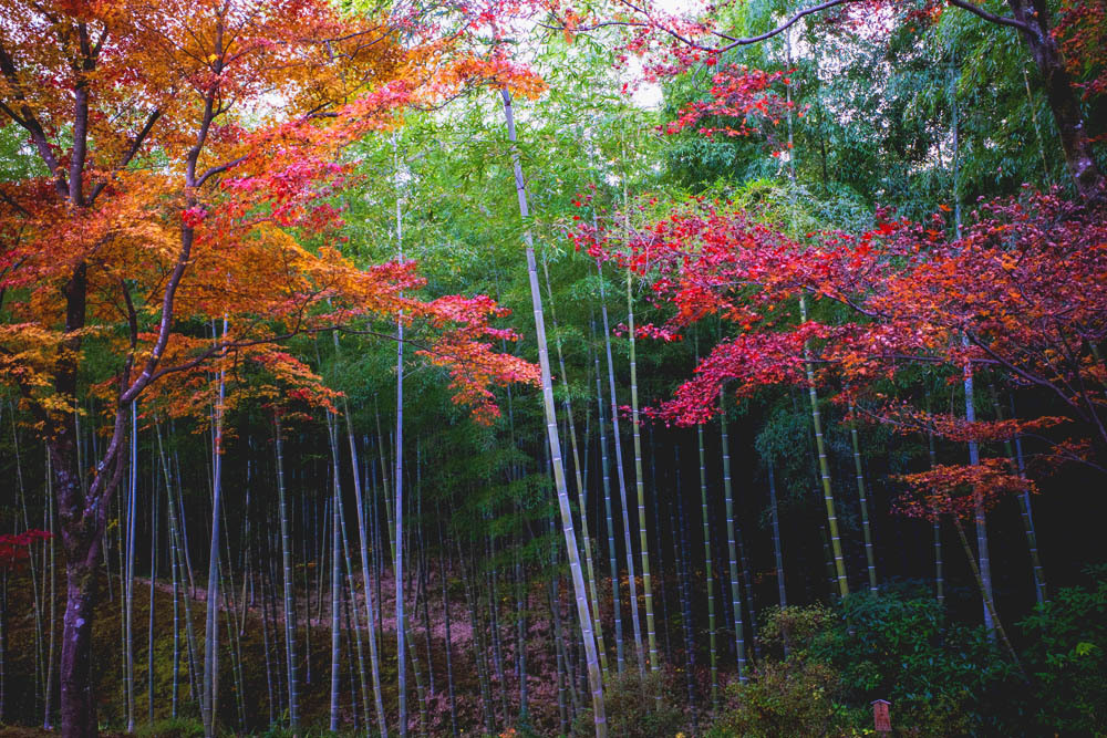 京都嵐山_a0251508_19014321.jpg