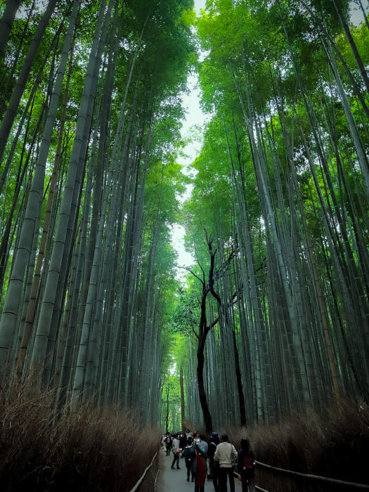 京都嵐山_a0251508_21523304.jpg