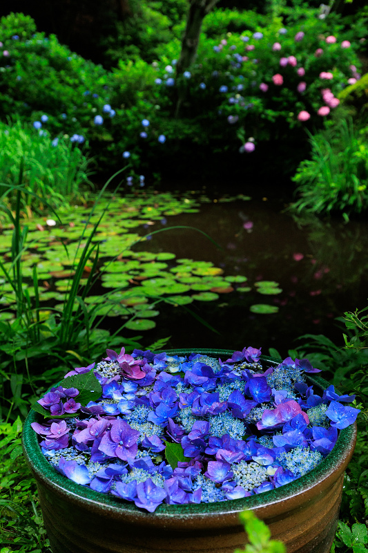 紫陽花と初夏の花咲く岩船寺_f0155048_23191040.jpg