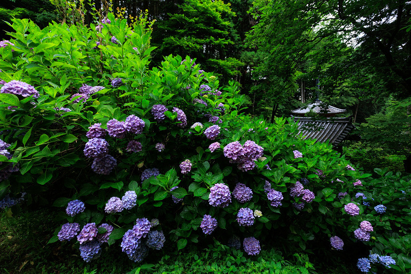 紫陽花と初夏の花咲く岩船寺_f0155048_23212110.jpg