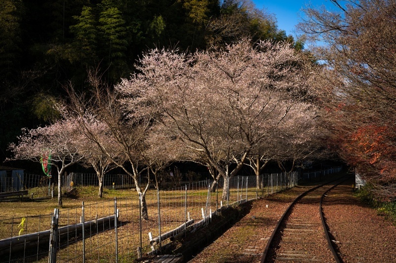 紅葉と桜に彩られる廃駅_d0353489_18251320.jpg
