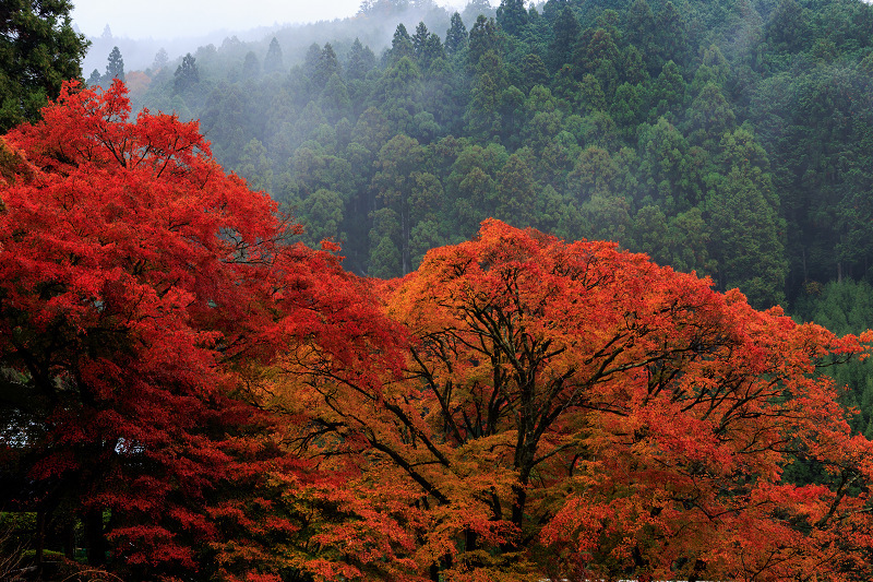 2022紅葉煌めく京都　雨の紅葉寺_f0155048_21513518.jpg