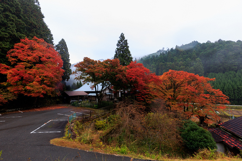 2022紅葉煌めく京都　雨の紅葉寺_f0155048_21565468.jpg