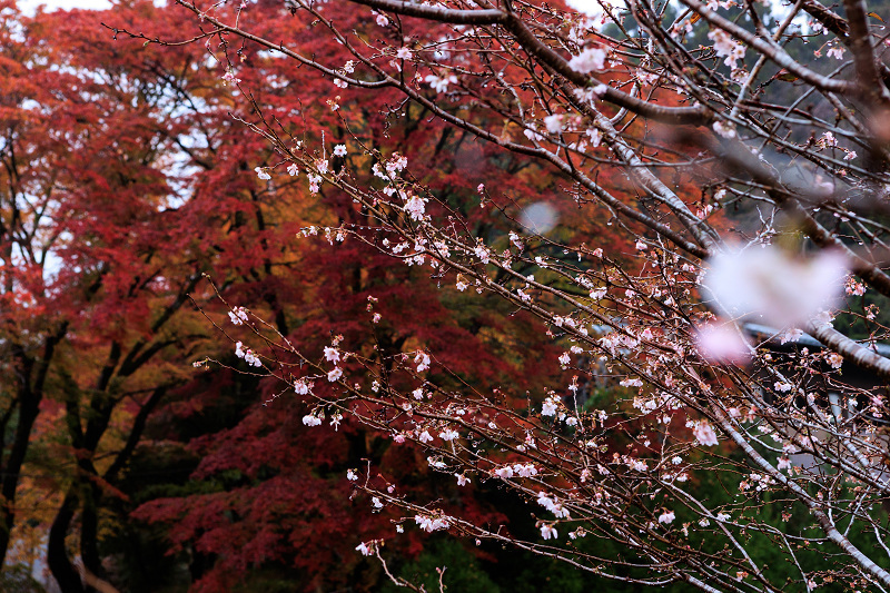 2022紅葉煌めく京都　雨の紅葉寺_f0155048_21580612.jpg