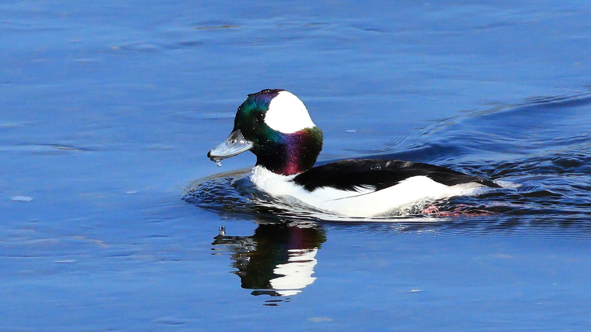 特急停車駅徒歩5分の超珍鳥！ A super rare bird just a 5-minute walk from the station where the express stops!_f0105570_22141981.jpg