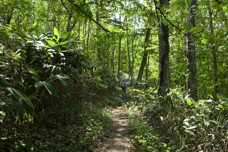 神居尻山（Ｂ～Ｃコース）_a0270291_20052436.jpg