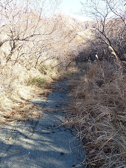 中岳噴煙と皿山周回、10日。_f0357487_14502011.jpg