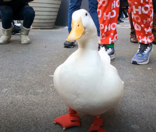 今、ニューヨークで一番有名なアヒルのリンクルくん（”Wrinkle the Duck”）に、サンタコンで遭遇_b0007805_22275900.jpg