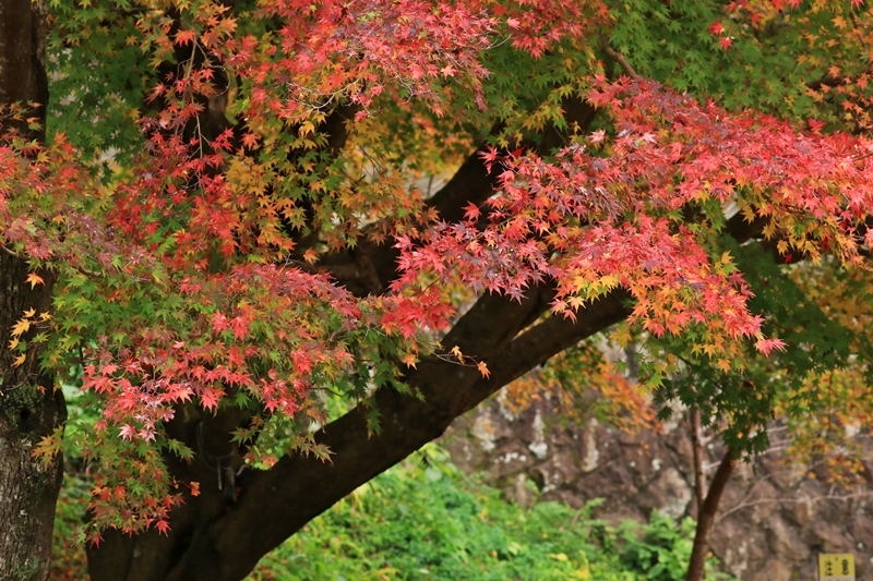 つたの細道公園の紅葉・1♪_a0167759_01092761.jpg