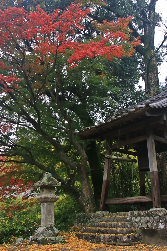 つたの細道公園の紅葉・1♪_a0167759_01311241.jpg