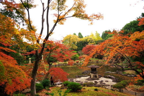 旧古河庭園の薔薇と紅葉2_a0263109_13112177.jpg