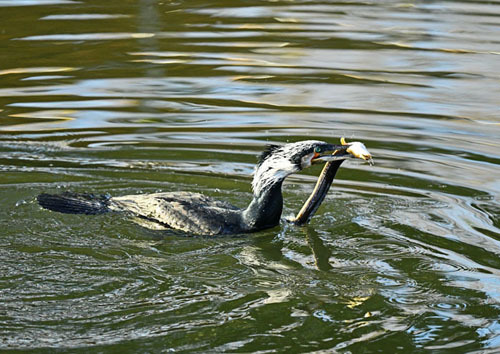 水元公園＝カワウ、ミコアイサ、ヨシガモ_d0346977_15185138.jpg