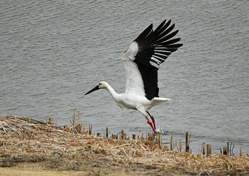 江戸川上流＝コウノトリ　（リン♀　2021.08.11放鳥）_d0346977_16502565.jpg