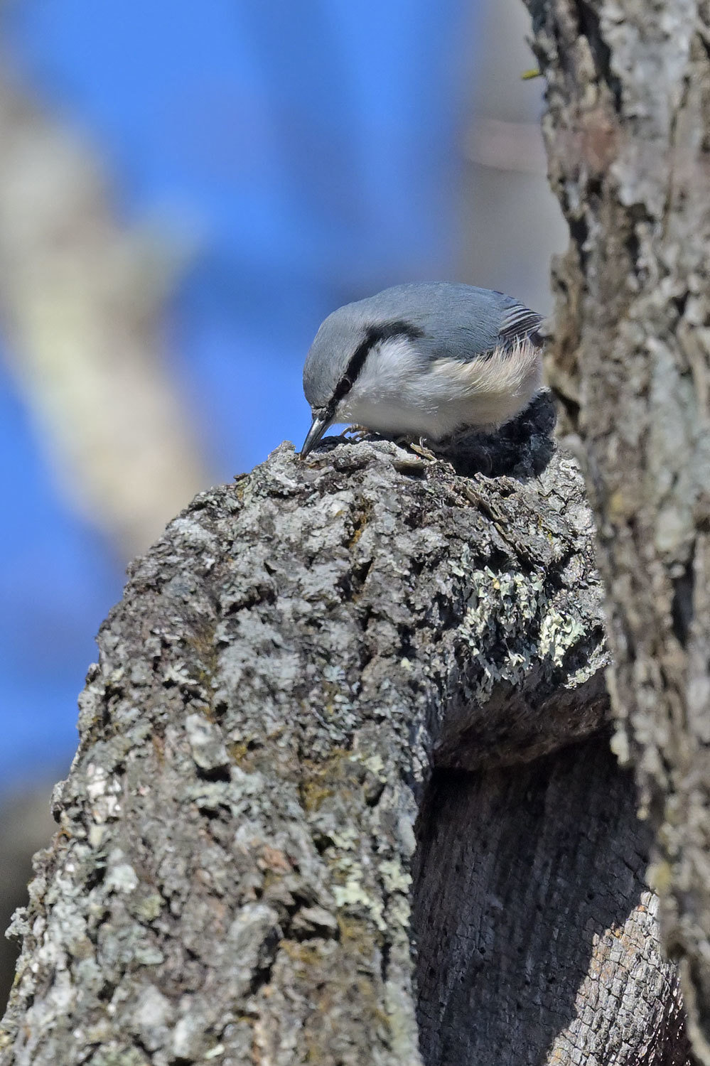 初冬の山で凍える鳥撮り_c0403199_00021083.jpg