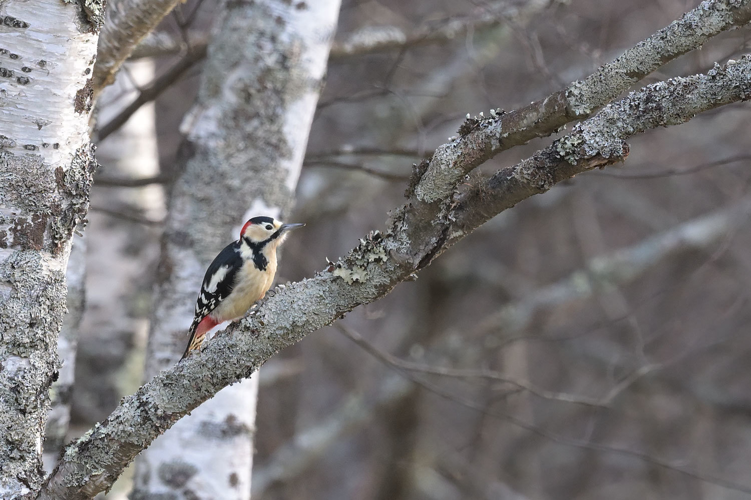 初冬の山で凍える鳥撮り_c0403199_00045286.jpg