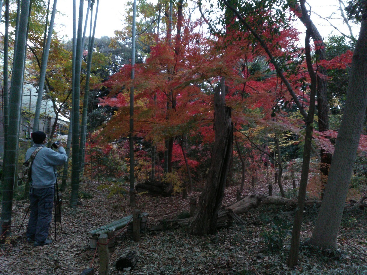 紅葉のピークがここまで遅いとは！！駅前の緑地保全地区１８日（日）臨時開放_a0085195_02564877.jpg