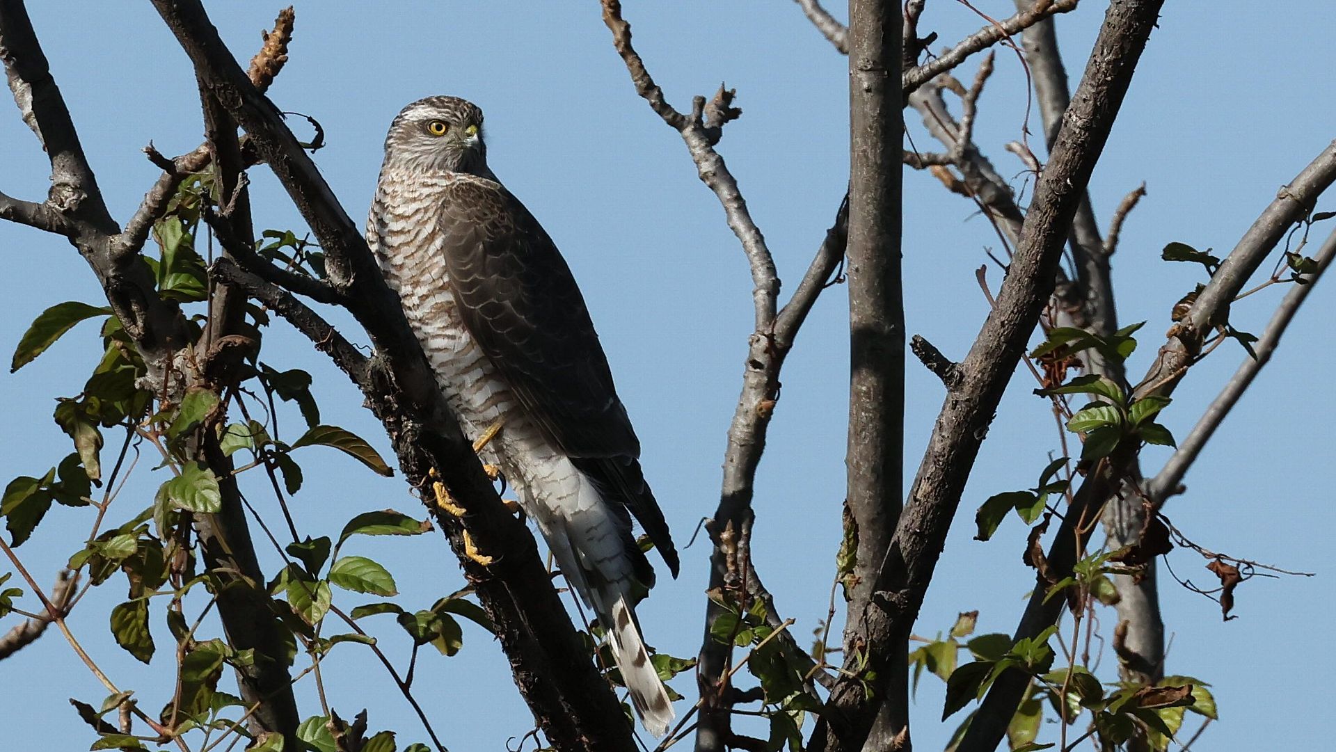 青空背景にハイタカの止まりもの　An Eurasian sparrowhawk perching on blue sky background_f0105570_21044692.jpg