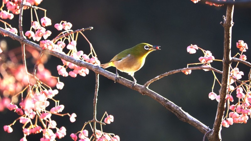 里山散歩　野鳥　22.12.20（火）_b0421200_10500671.jpg