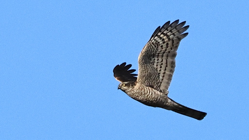 本日のハイタカ：　少し遠かった　An Eurasian sparrowhawk today: A bit far away_f0105570_16590015.jpg