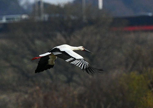 江戸川上流＝ミコアイサ、コウノトリ（リン♀）（ヤマト♂）_d0346977_19564305.jpg