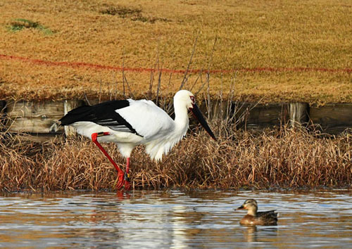 江戸川上流＝ミコアイサ、コウノトリ（リン♀）（ヤマト♂）_d0346977_19574928.jpg