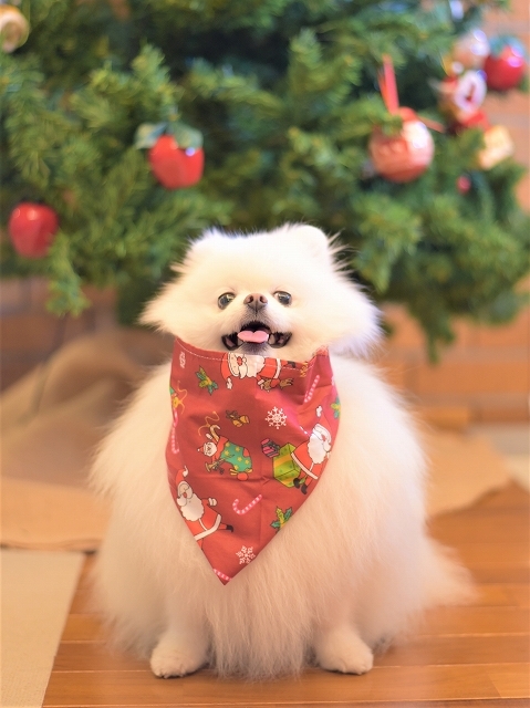 メリークリスマス＠2022・小型犬バージョン_d0360206_19435823.jpg