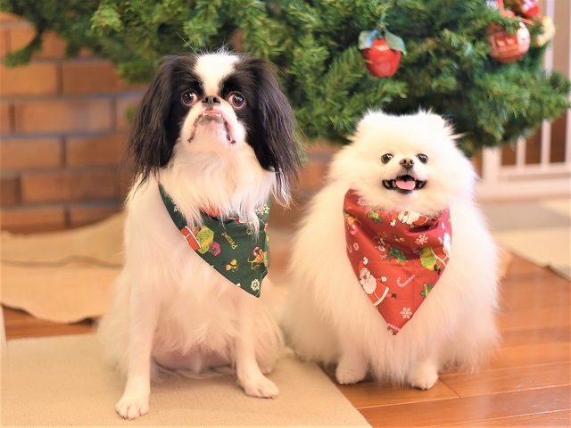 メリークリスマス＠2022・小型犬バージョン_d0360206_19440330.jpg