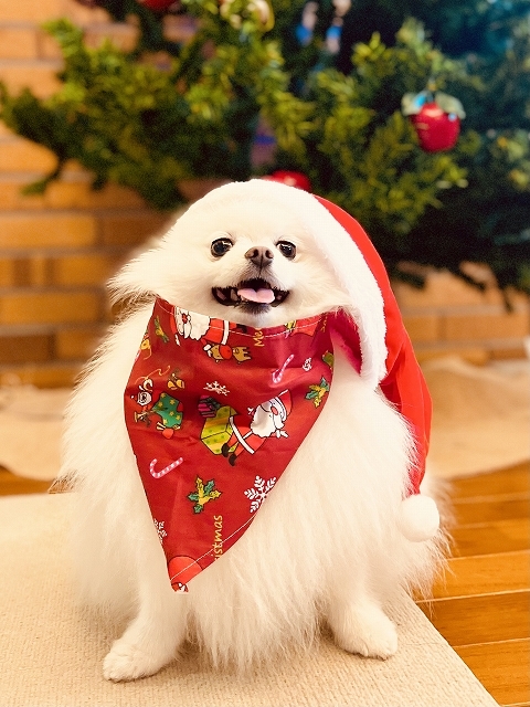 メリークリスマス＠2022・小型犬バージョン_d0360206_19455811.jpg