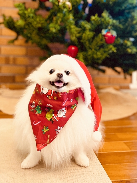 メリークリスマス＠2022・小型犬バージョン_d0360206_19460578.jpg