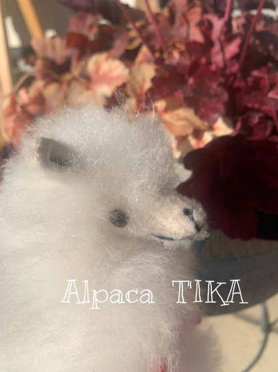 新作☆アルパカ100% 薔薇のお花柄セーター　編み上がりました_d0187468_13275049.jpg