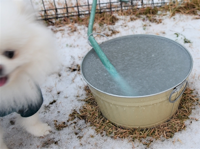 南国に雪が降る日_d0360206_18160989.jpg