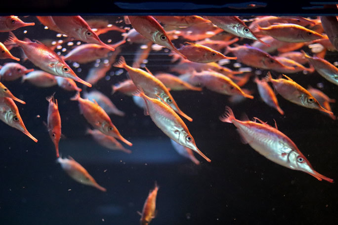 食事をするサギフエの群れとゾウギンザメ（サンシャイン水族館）_b0355317_13581647.jpg