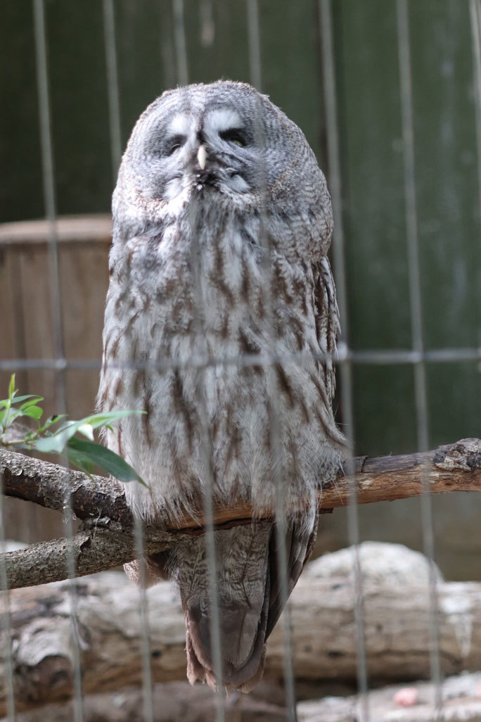 豪快！丸呑み！！ハシビロコウ「じっと」（千葉市動物公園 April 2021）_b0355317_21051499.jpg