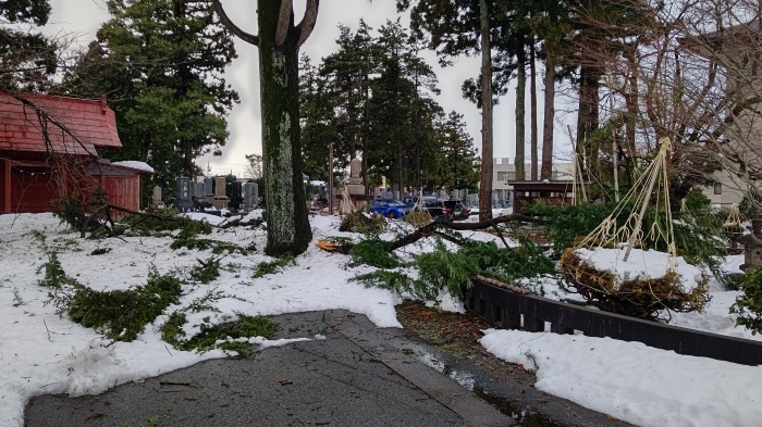 12月19日からの寒波で樹木が倒壊、枝折れしました。_d0081723_16304698.jpg
